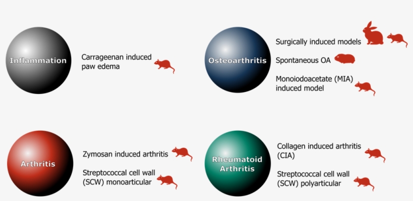 Animal Models Artialis - Diagram, transparent png download