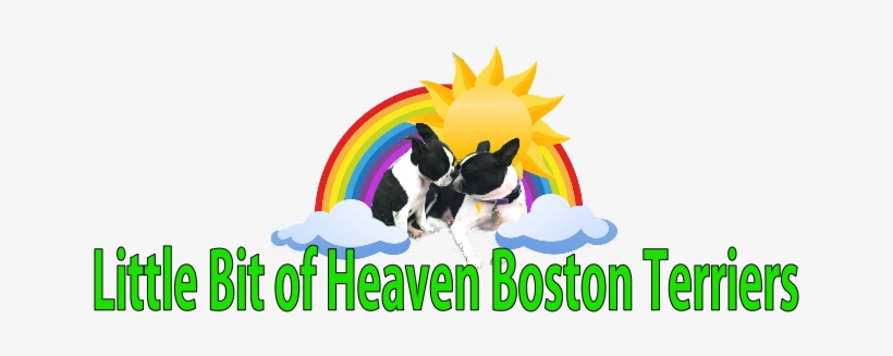 Little Bit Of Heaven Boston Terriers - Boston Terrier, transparent png download
