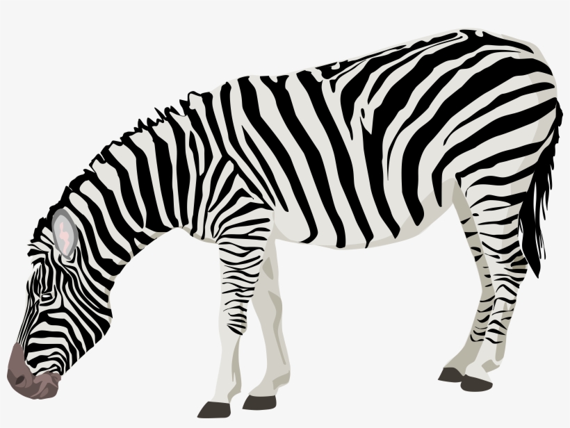 Zebra Hd Png - Zebra Clipart, transparent png download