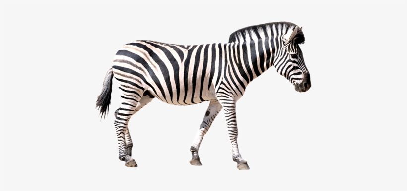 Png Image Information - Zebra Png, transparent png download