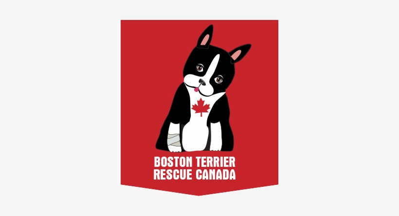 Boston Terrier Club Ofada T Invitations, transparent png download