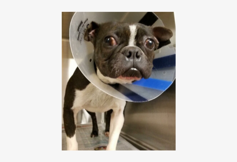 Baby Girl - Infant, transparent png download