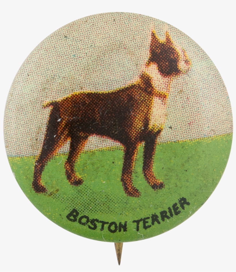 Boston Terrier - Museum, transparent png download