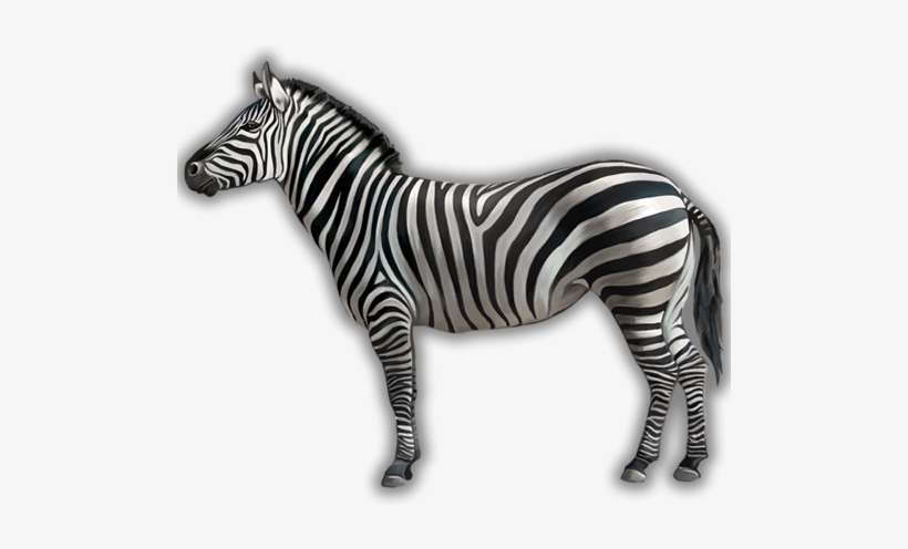 More Images & Video - Zebra With White Background, transparent png download