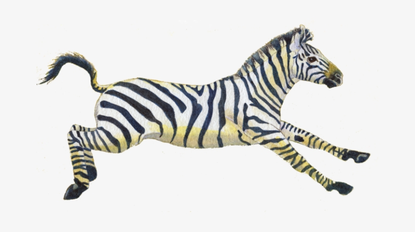 Zebra Picbook - Mypicbook, Photo Album, Photobook, Delhi, transparent png download