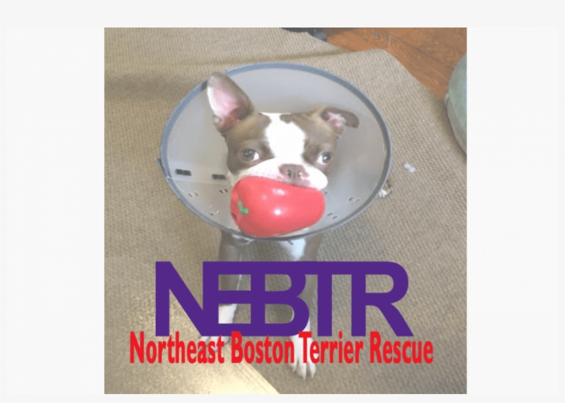 Boston Terrier, transparent png download