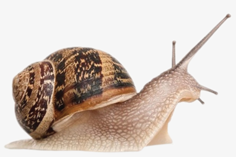 Snail Png, transparent png download