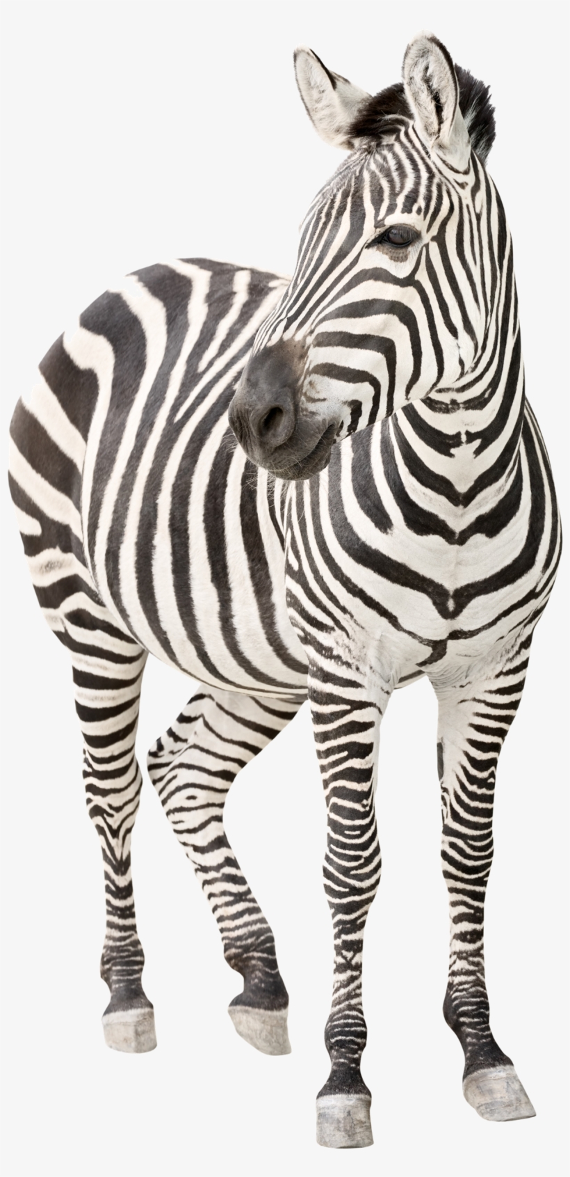 Zebra Png Transparent Image - Eds Syndrome, transparent png download