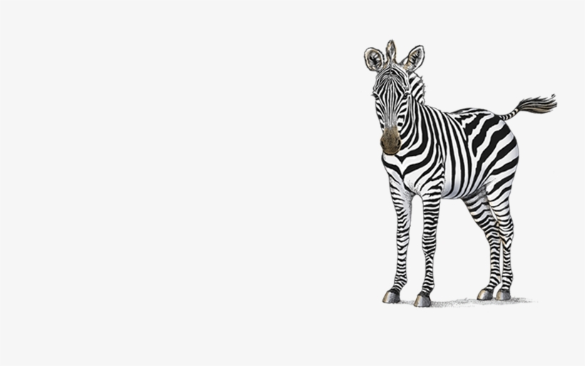 Petaluma Orthodontics - Zebras - Zebra, transparent png download