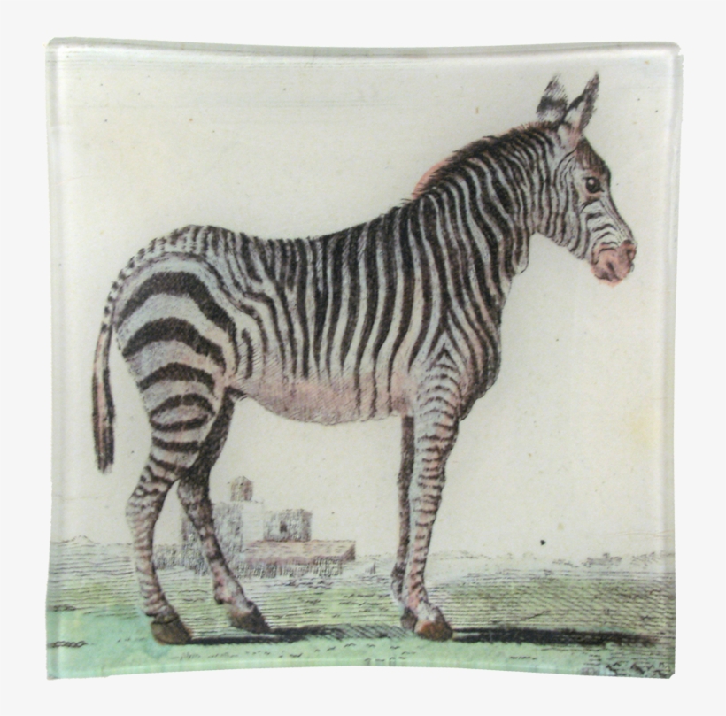 Animal, transparent png download