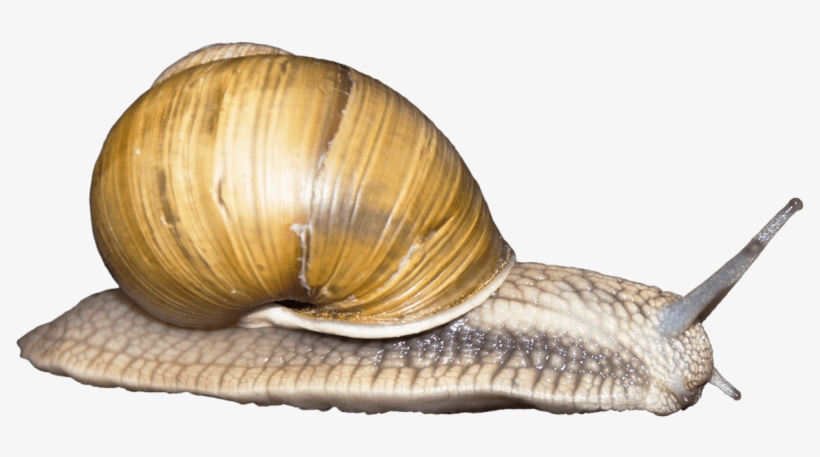 Free Png Snail Png Images Transparent - Snail Transparent, transparent png download
