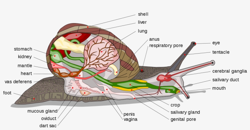 Snail Diagram-en Edit1 - Giant African Land Snail Diagram, transparent png download