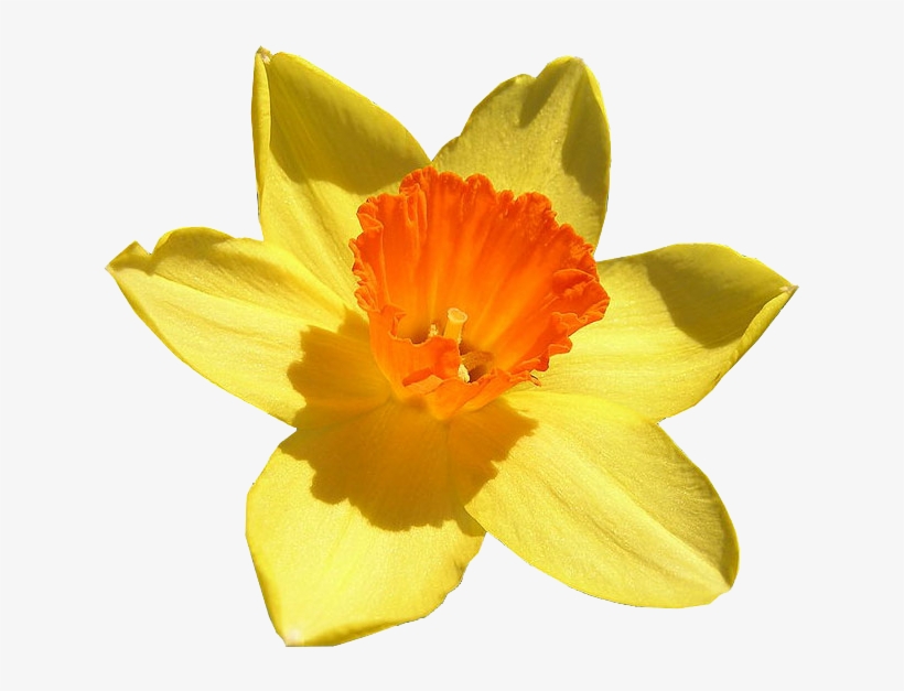 Daffodil Free Png Image - Daffodil Clipart No Background, transparent png download