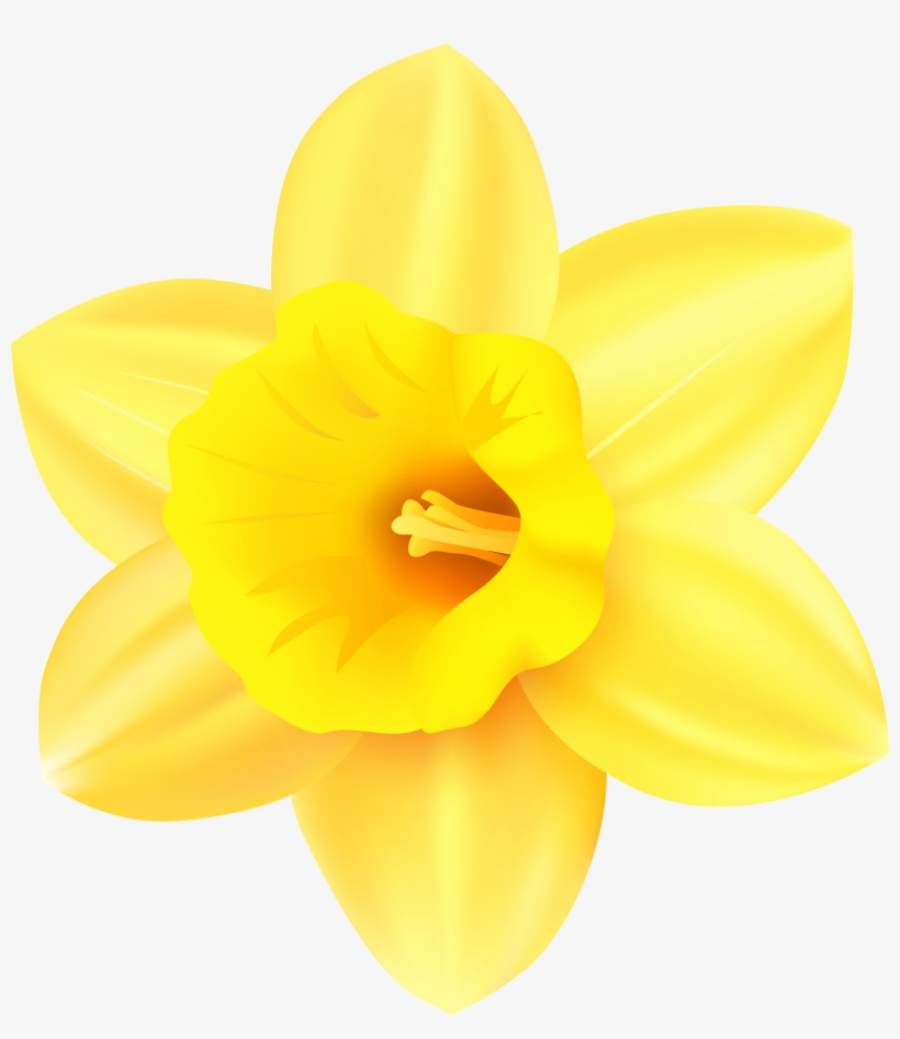 Daffodil Clipart Png, transparent png download