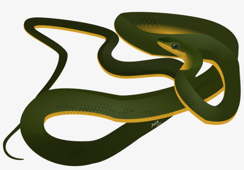 Snakes, transparent png download
