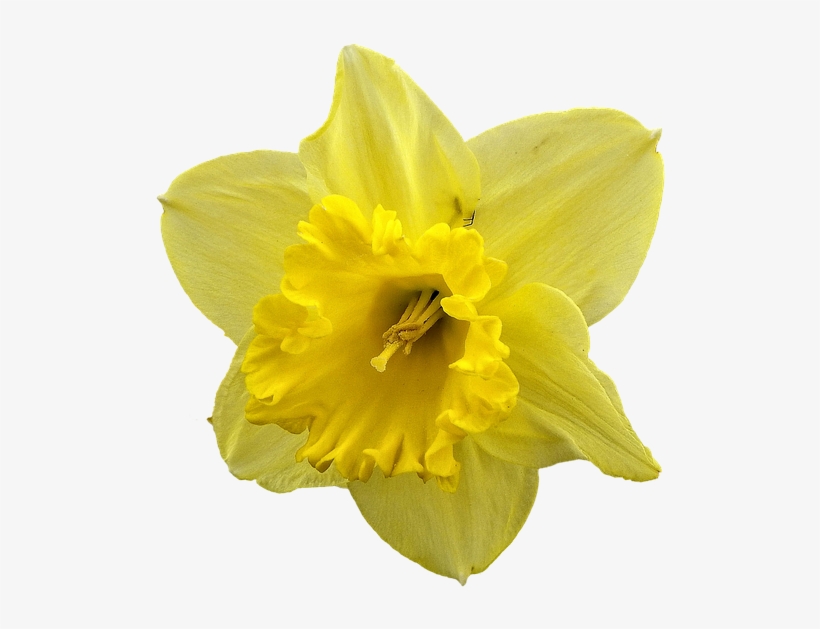 Daffodil Png Pic - Silver Plated 18" Chain And Pendant Necklace, transparent png download