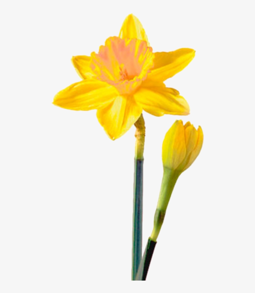 daffodil png picture daffodil flower png image transparent png free download on seekpng daffodil png picture daffodil flower