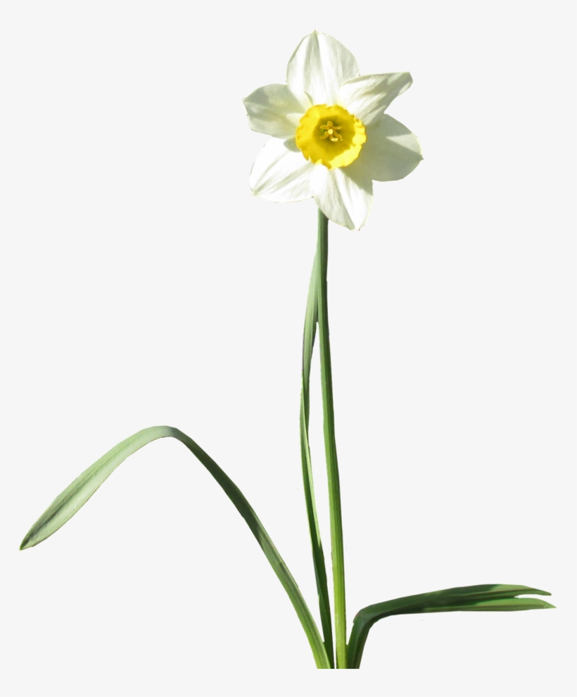 Daffodil Transparent Background Png - Plants With Transparent Background, transparent png download