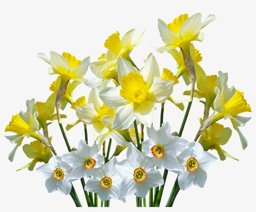 Spring Daffodils Osterglocken Easter Daffodil Flowers Png Image Transparent Png Free Download On Seekpng