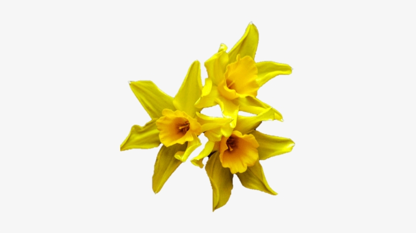 Png Daffodil, transparent png download