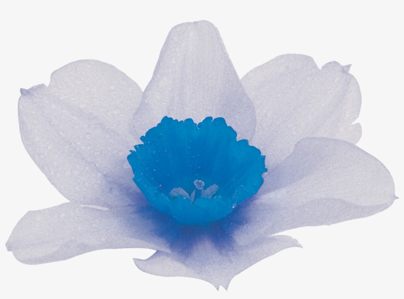 Daffodils - Home Page, transparent png download