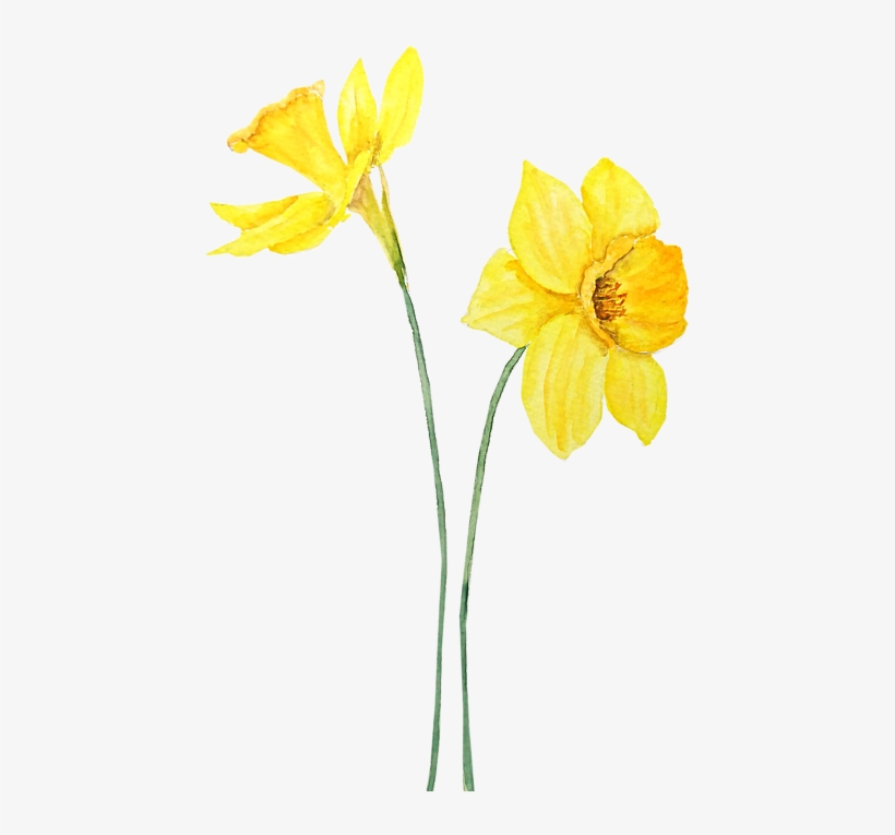 Bleed Area May Not Be Visible - Daffodils Watercolor, transparent png download