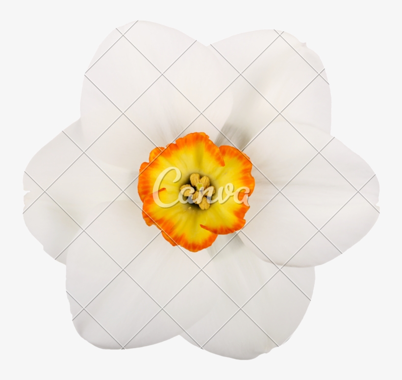 Daffodil Clipart Pumpkin Flower - Small Single Flowers, transparent png download