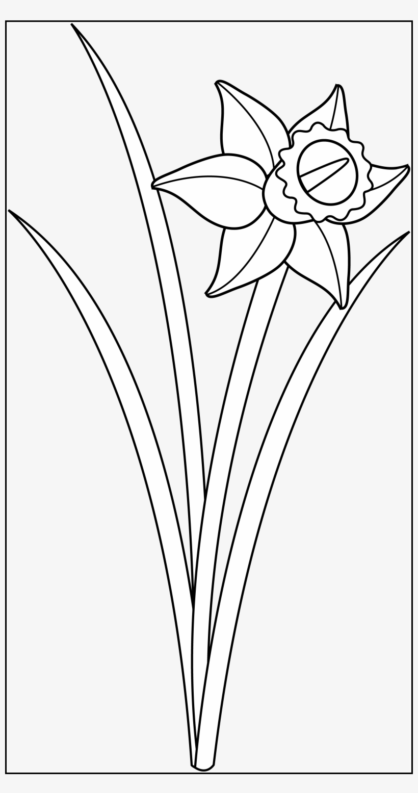 Astonishing Daffodil Botanical Drawing For Personal - Outline Of A Daffodil, transparent png download