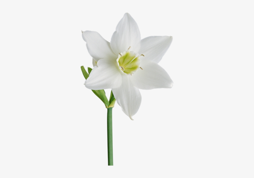 Mimosa And Daffodils - وردة بيضاء Png, transparent png download