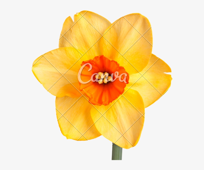 Daffodil Vector Jpg Royalty Free - Canva, transparent png download