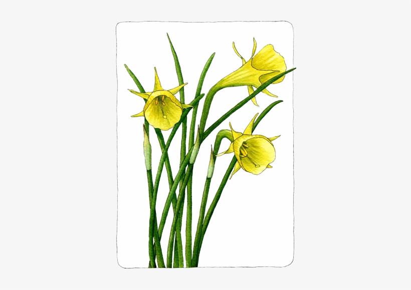 Daffodils - Save The Date, transparent png download