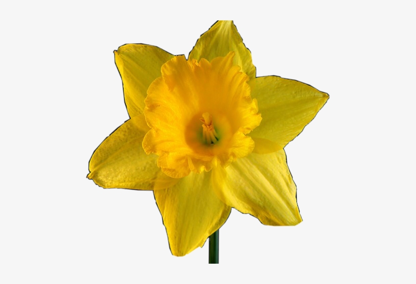 Picture Royalty Free Download Flower Summer Freetoedit - Daffodil, transparent png download
