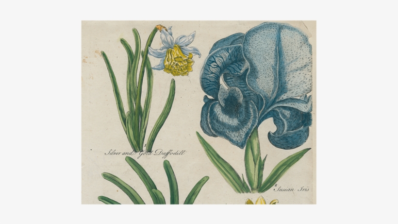 Daffodil / Iris / Golden Amaryllis / Double Amaryllis - Iris, transparent png download