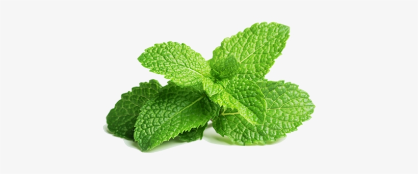 What Are The Benefits Of Peppermint Leaves - Peppermint Leaves, transparent png download