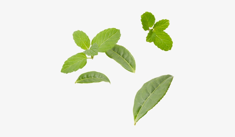 Marrakesh Mint Mighty Leaves - Tea, transparent png download