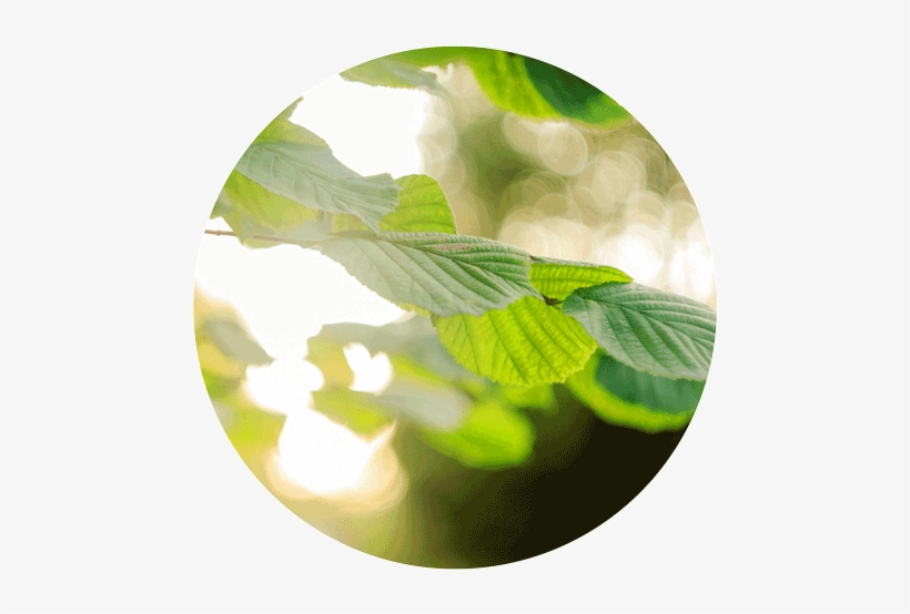 Original Size Is 500 × 489 Pixels - Macro Photography, transparent png download