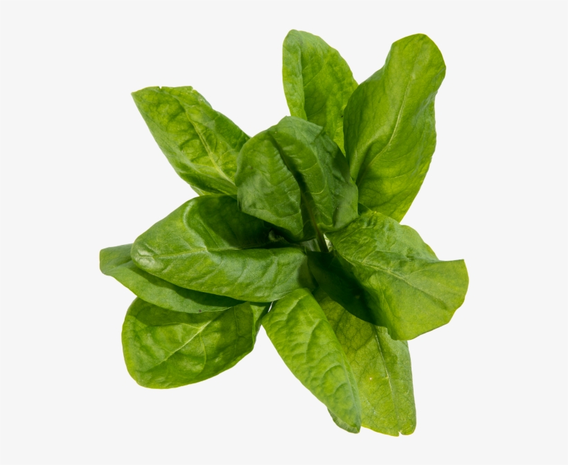 Sorrel - Dock, transparent png download