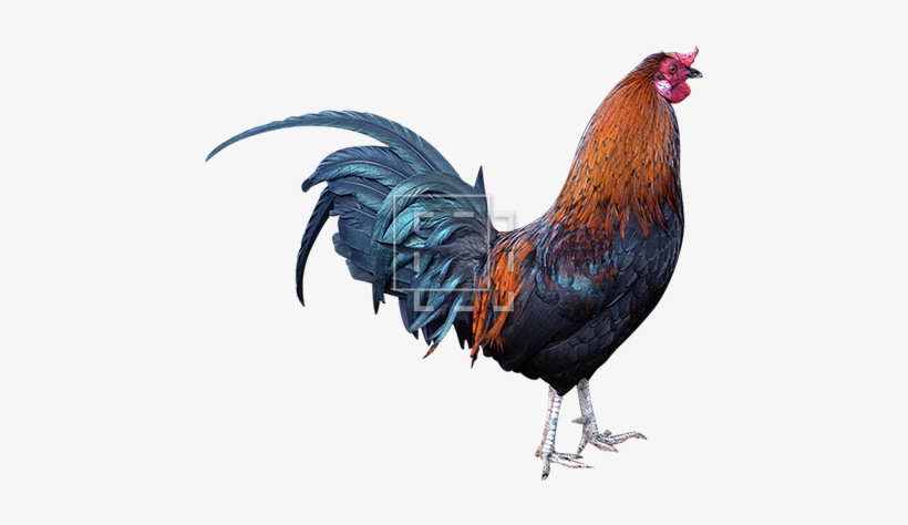 Rooster - Rooster Hd Png, transparent png download