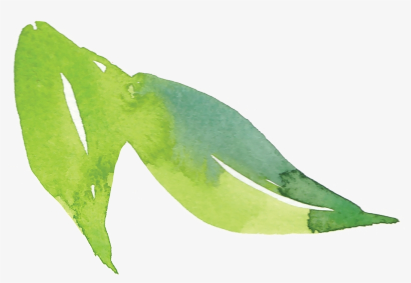 Explore These Ideas And More - Parakeet, transparent png download