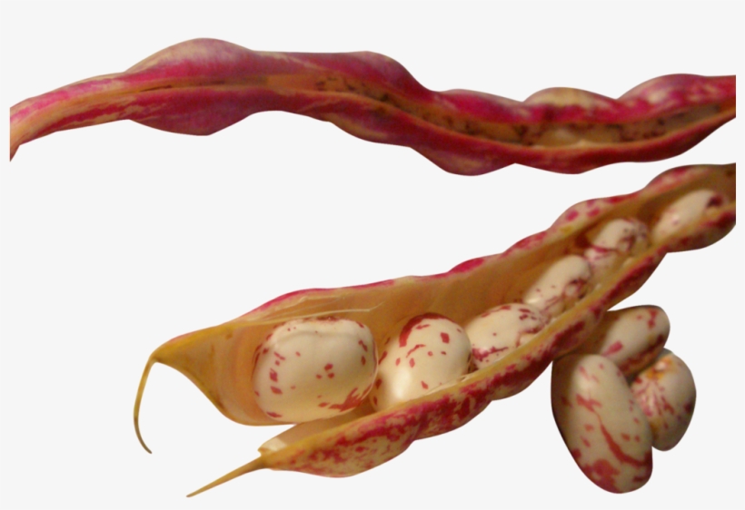 Beans Png Image - Portable Network Graphics, transparent png download