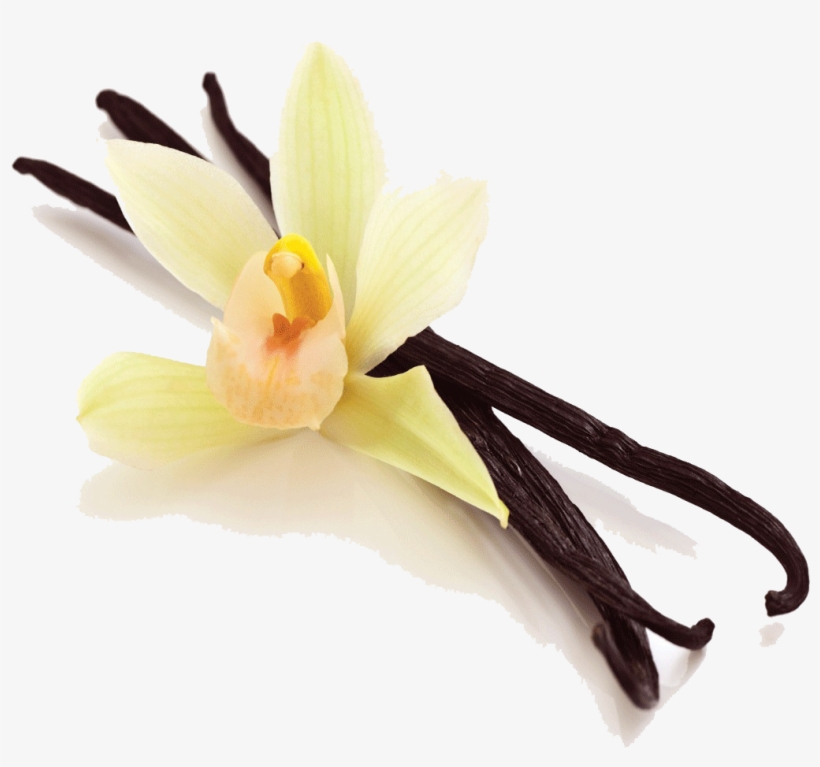 28 Collection Of Vanilla Bean Clipart - Fruto De La Vainilla, transparent png download
