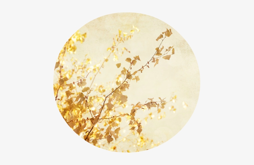 Golden Leaves Photography Stick Backgroun Pale Yellow - Circle, transparent png download