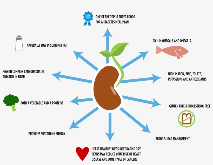 Health Of Beans Fun Facts About Beans PNG Image Transparent PNG