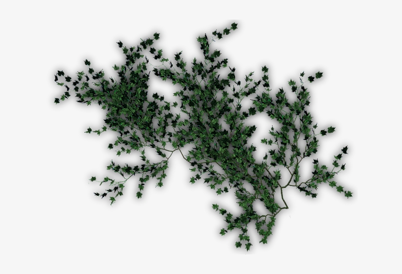 374k Creepers G - Dundjinni Ivy, transparent png download