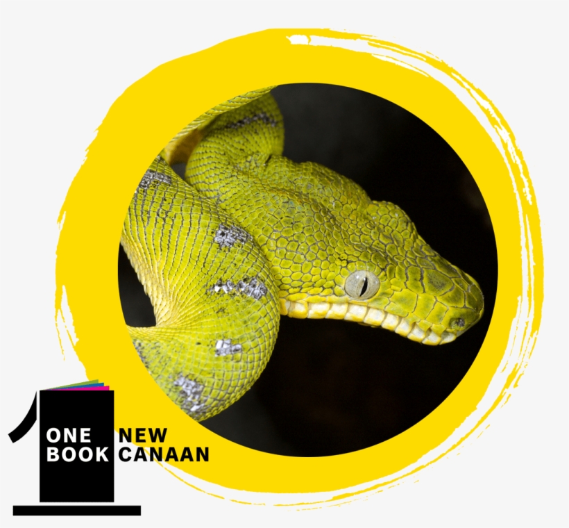 Encounter Some Creepy-looking Creatures - Burmese Python, transparent png download