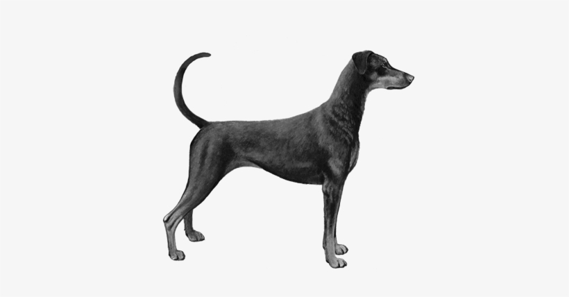 Doberman Pincher - B&w - Dobermann, transparent png download