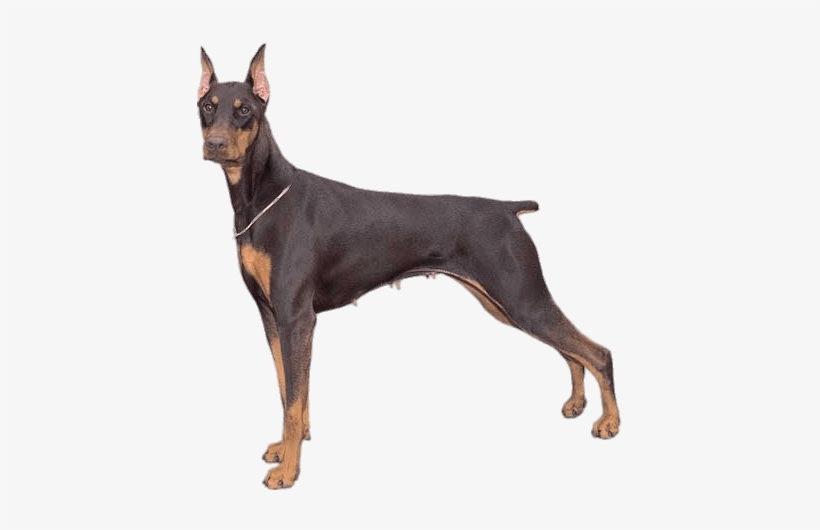 Doberman Pinscher, transparent png download