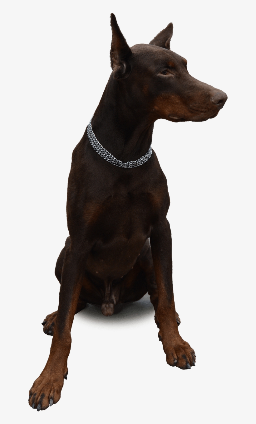 Doberman Sitting - Доберман Пнг PNG Image | Transparent PNG Free ...