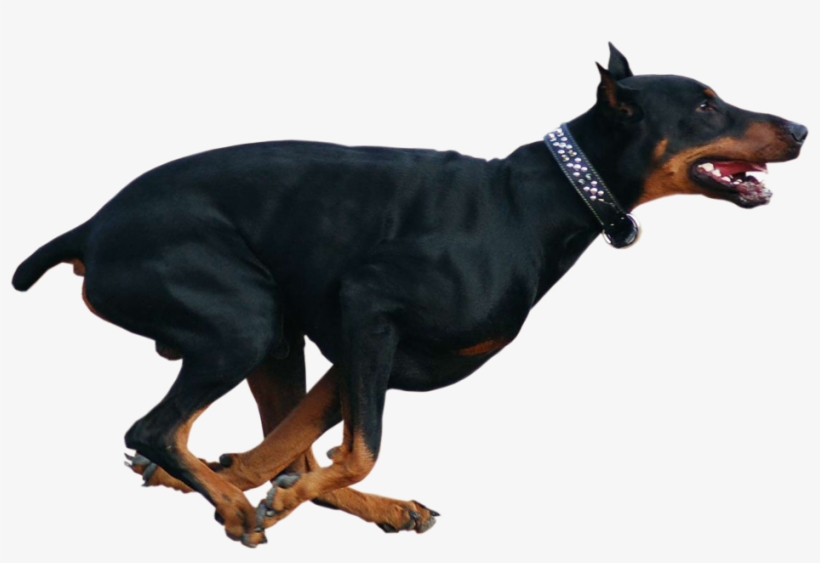 Running Doberman Dog - Doberman Pinscher Running, transparent png download