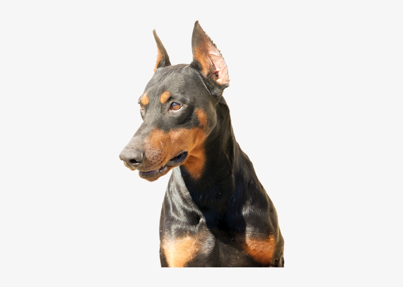 Doberman Vector Face - Doberman Faces, transparent png download